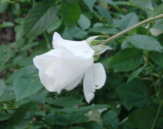 白薔薇のつぼみ 真幸くませ 楽天ブログ
