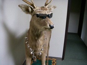 歌登町　民宿朝倉温泉　剥製の鹿