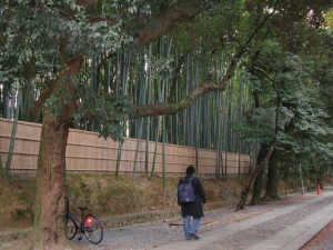 大徳寺の竹林