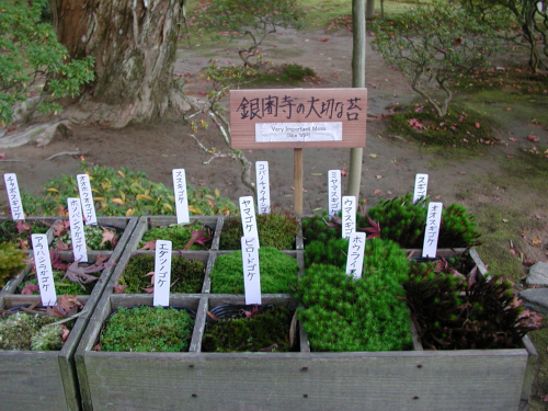 銀閣寺の有用な苔