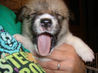 チーズのあくび