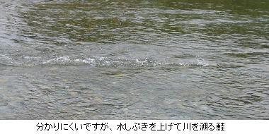 簗川の鮭
