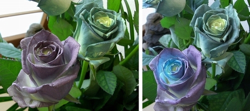 マジックローズ3 (1).jpg