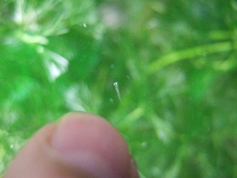 8月28日　金魚の赤ちゃん