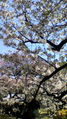 2011年桜2