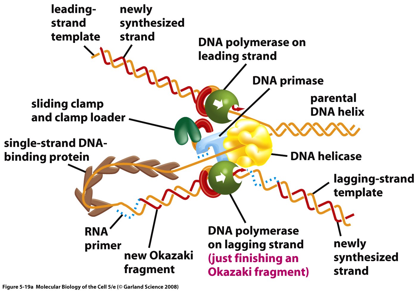 replication fork of mammal