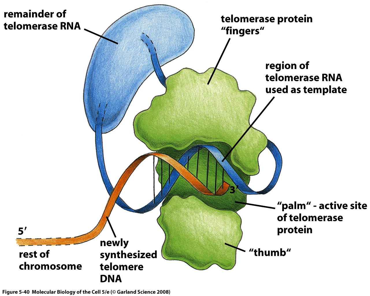 Structure of Telomerase