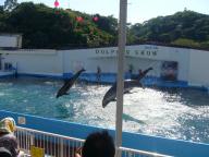 イルカショー