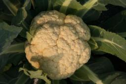 カリフラワー