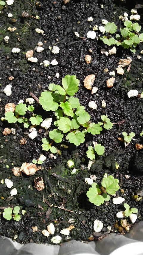 ﾜｲﾙﾄﾞｽﾄﾛﾍﾞﾘｰ新芽2009