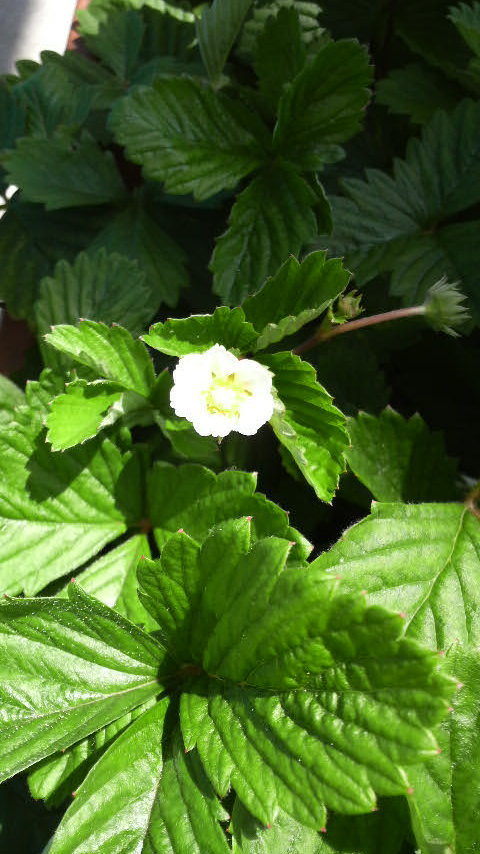 ﾜｲﾙﾄﾞｽﾄﾛﾍﾞﾘｰ2009春株