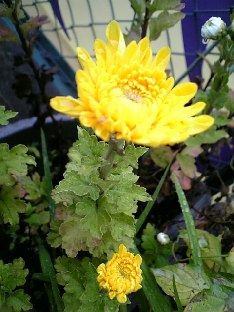 ２０日菊（黄）