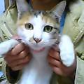こねこ