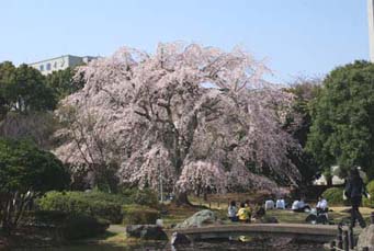千葉みなと枝垂桜