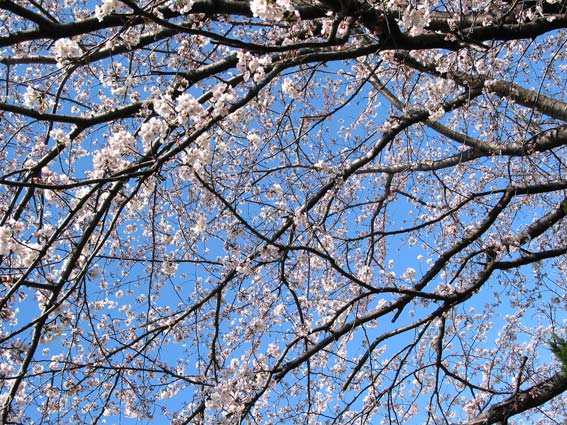 桜