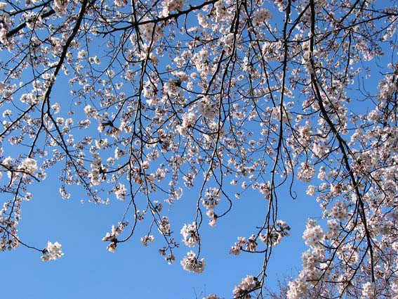 桜