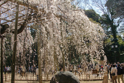 枝垂桜