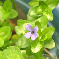 8月7日撮影(ウォーターバコパ)