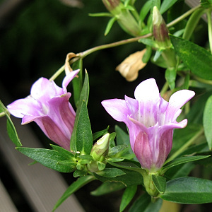 10月14日撮影（リンドウ２）