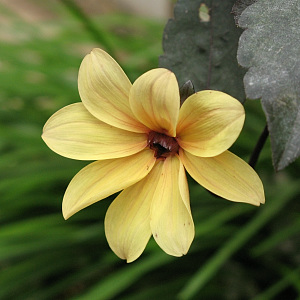 10月2日撮影(ダリア)