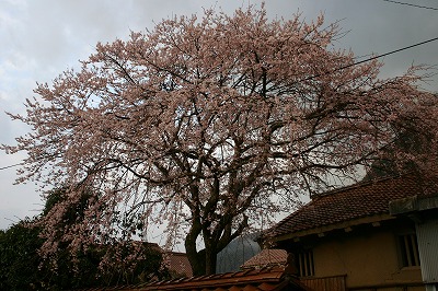 亀遊亭の桜