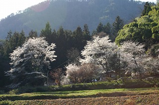 花田家の桜