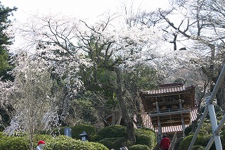 妙用寺の桜