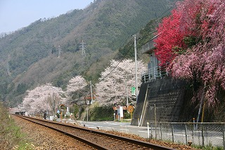 大和荘の桜