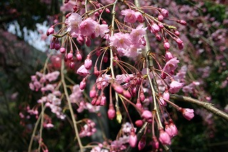 しだれ桜のアップ