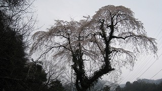 湯抱温泉の桜