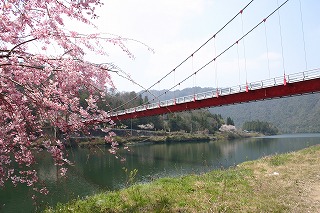 信喜橋としだれ桜