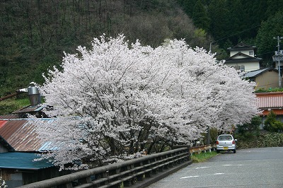 美郷の桜