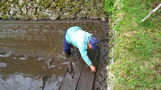 田植え