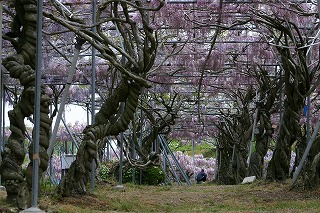 世羅フジ園