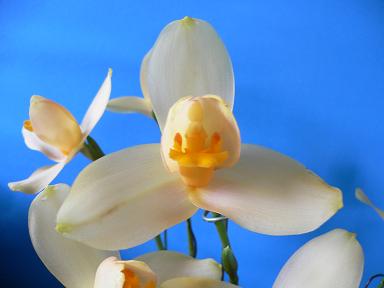 Lyc.Spectabilis ×Angcast.Poulgripp