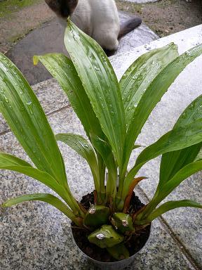 リカステアロマチカ