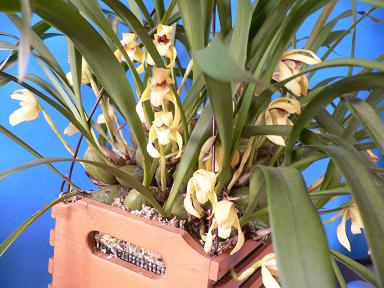 Maxillaria porphyrostele