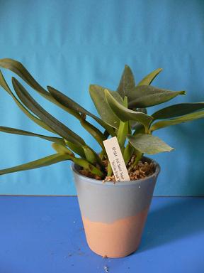 Pot.Sweet Sugar ‘Yellow Flash’ BM/JOGA