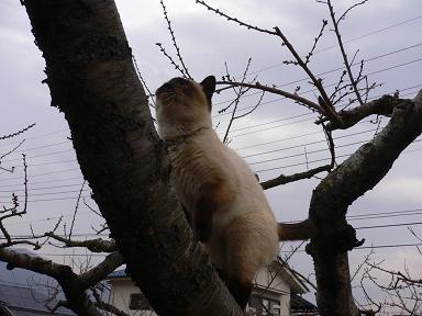 野生猫１