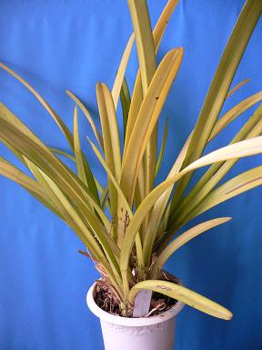 Cym. aloiforium