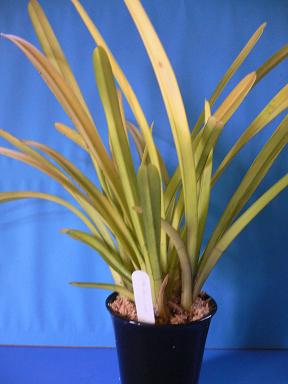 Cym. aloiforium