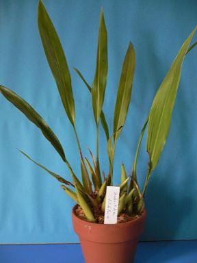 Dendrochilum　ｆｉｌｉｆoｌｉum
