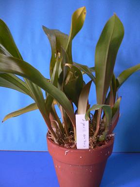 Liparis nutans