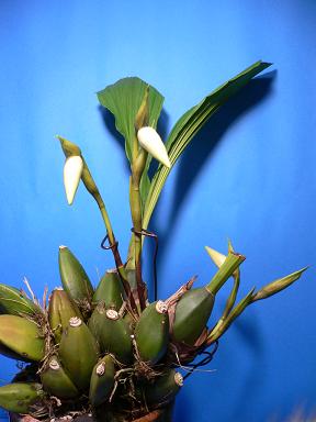 Lyc. Shonan harmony