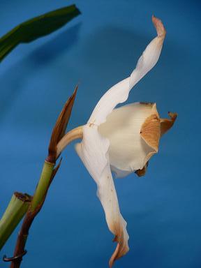 Lyc.Shonan harmony