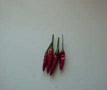 DSC02086.JPG