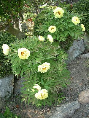 平成１９年５月　牡丹　１