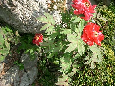 平成１９年５月　牡丹　２