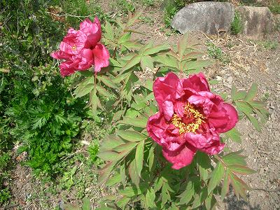 平成１９年５月　牡丹 3