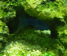 ミドリフグのバルカさん。岩の下でゆらゆら揺れながら寝てました。←か～わ～うぃ～うぃ～♪